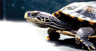 कासव गडद रंगांना घाबरतं?