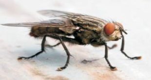 डिटोक्टिव्ह माश्या