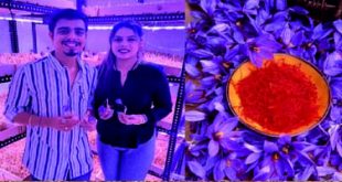 उष्ण हवामानातील ‌‘केशरयुक्त‌’ यशोगाथा