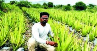 उकिरड्यावरच्या कोरफडीतून कोट्यवधींची भरारी